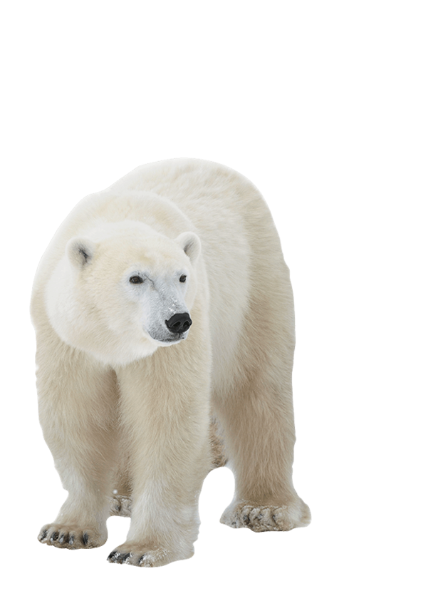 Polar bears Wildlife
